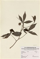 藏品(甜木薯)的圖片